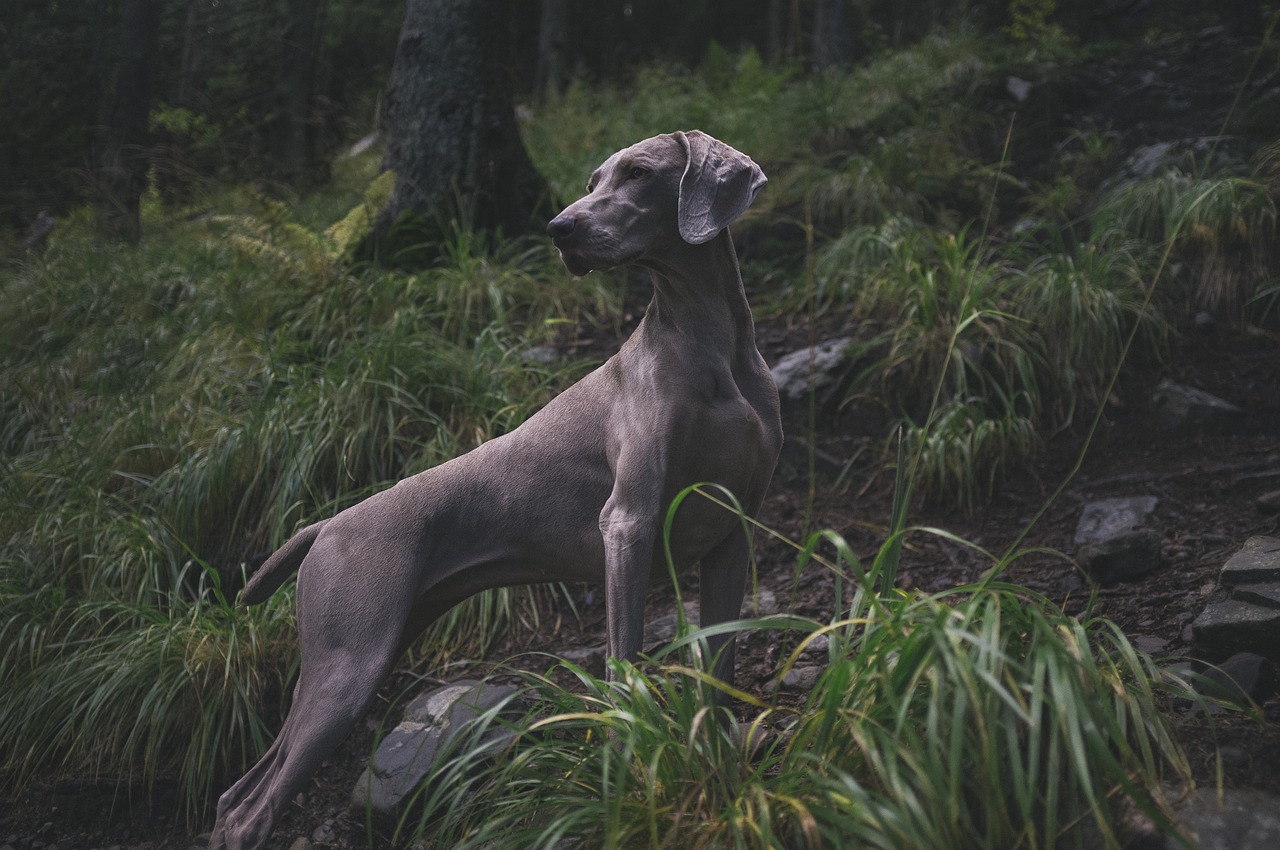 The Unique Characteristics of Whippets